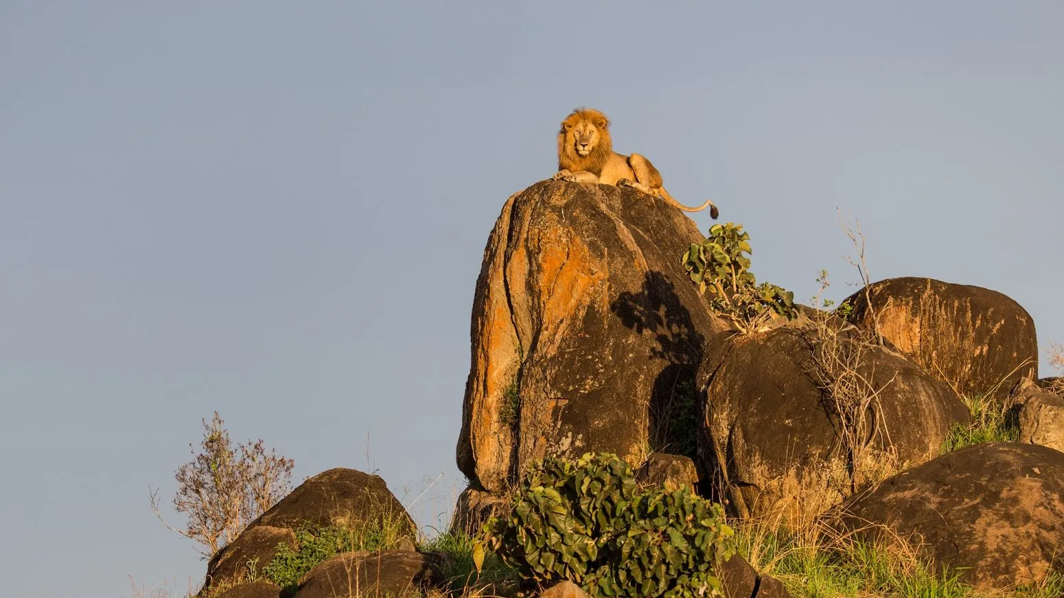 A lion on a Kopje in Kidepo Valley National Park