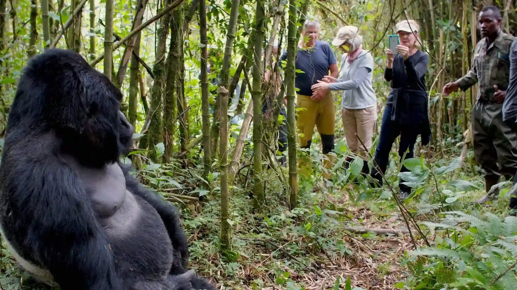 gorilla trekking in Mgahinga Gorilla National Park