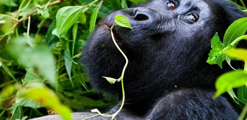 Best Rwanda safaris