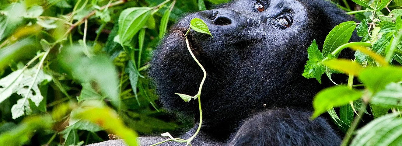 Best Rwanda safaris