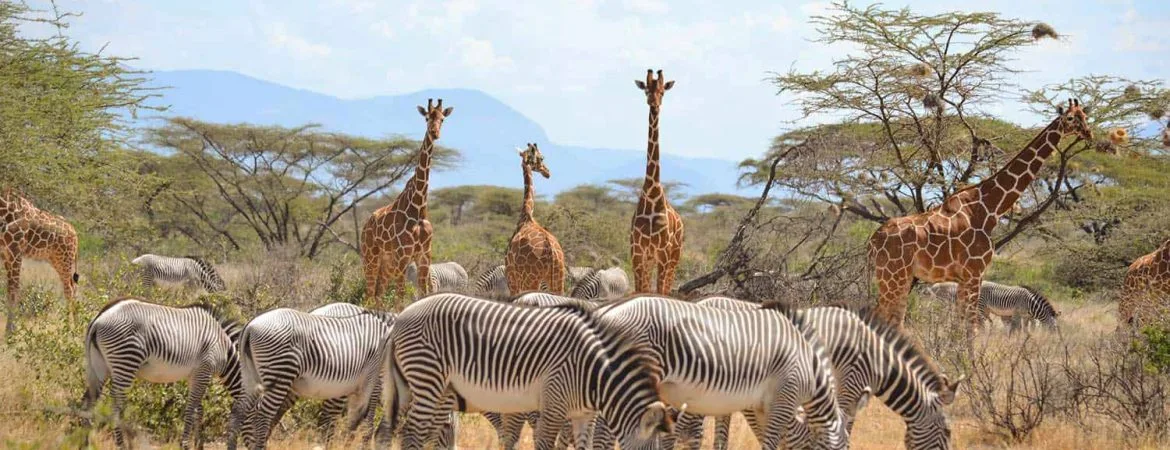 Samburu National reserve