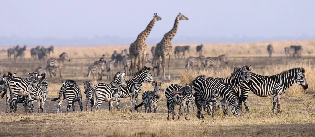 Best Uganda Safaris