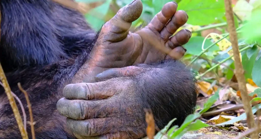 Chimpanzee trekking in Uganda