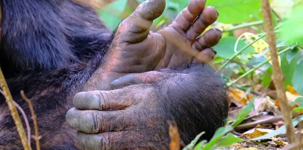 Chimpanzee trekking in Uganda