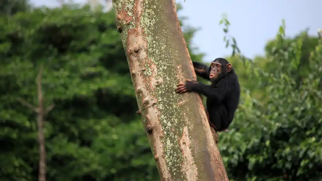 A chimpanzee on a trek in Budongo Forest