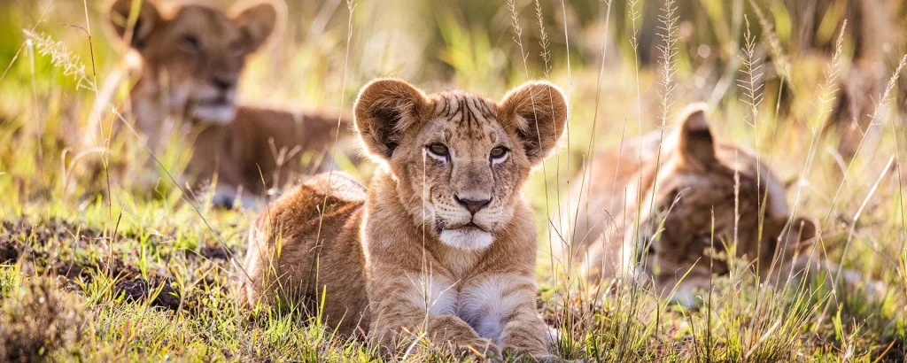 Cubs and Lioness