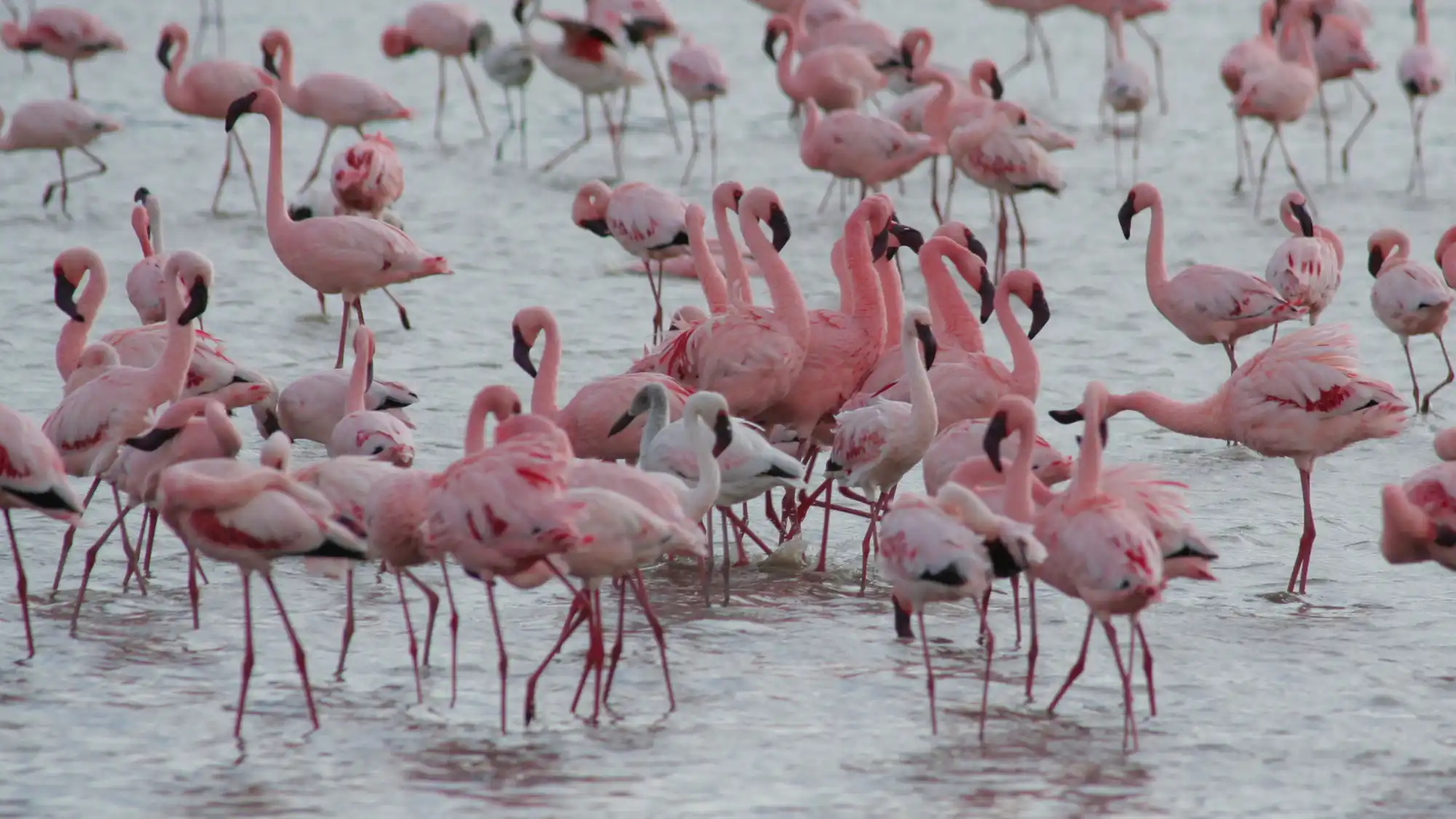 Lake Manyara National Park