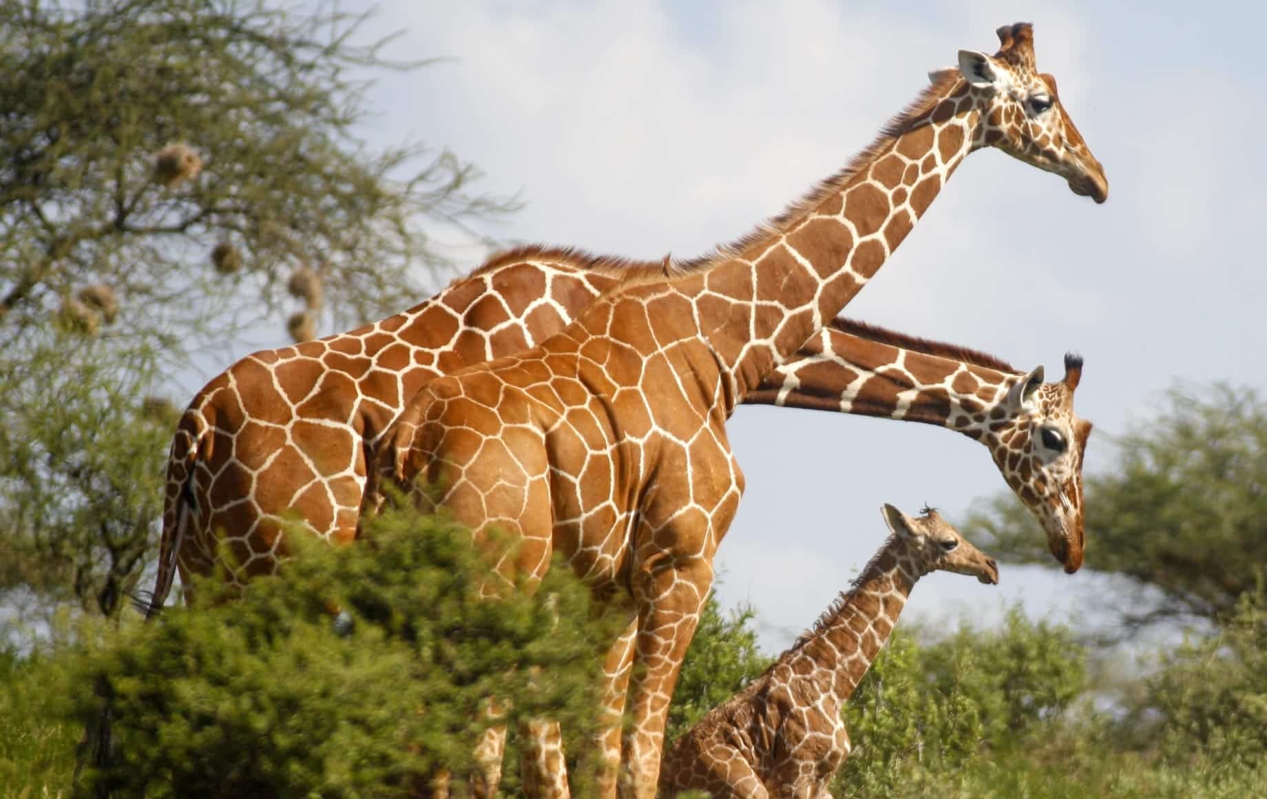 Reticulated Giraffes in Samburu National Reserve