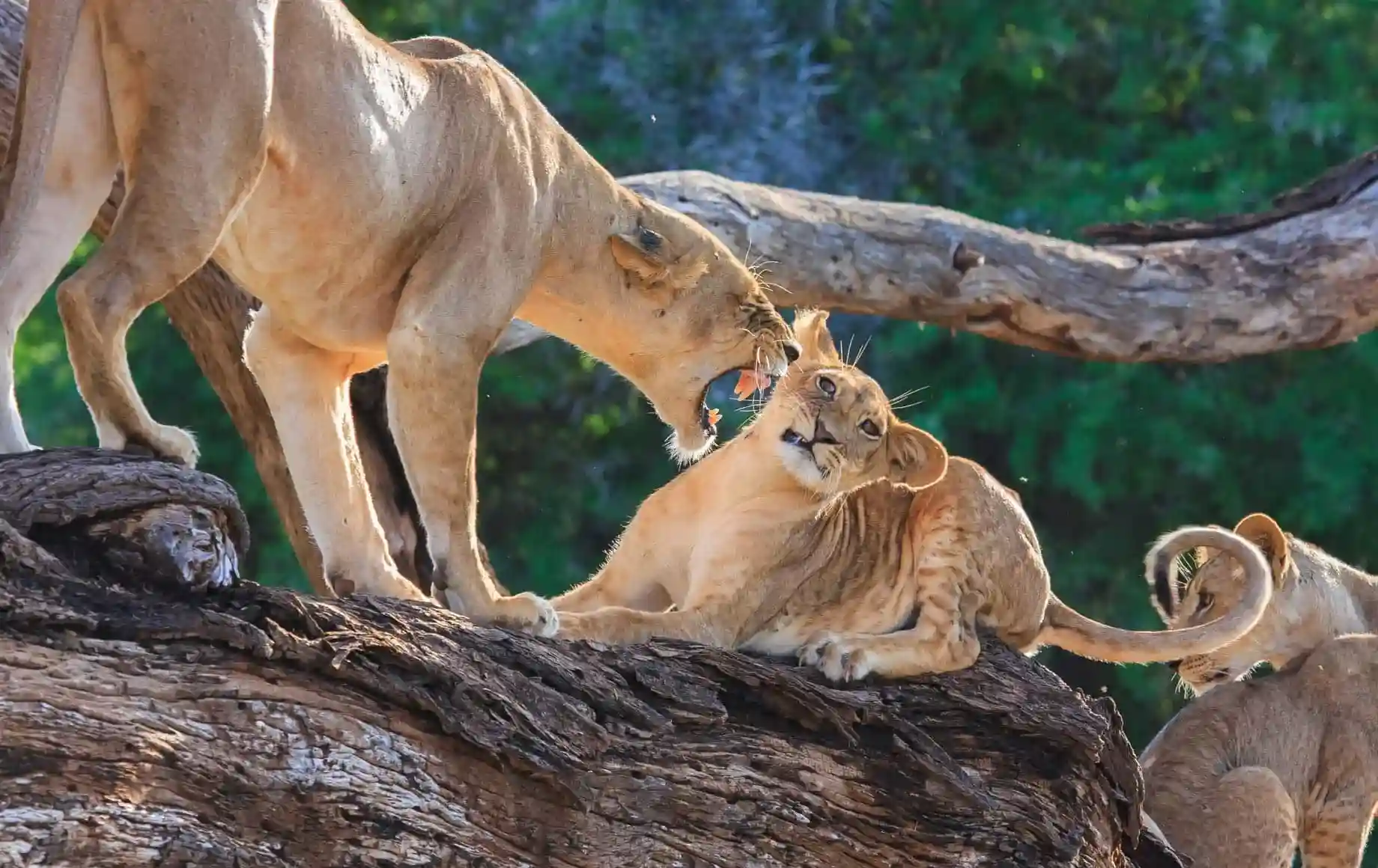 Lions in Samburu National Reserve