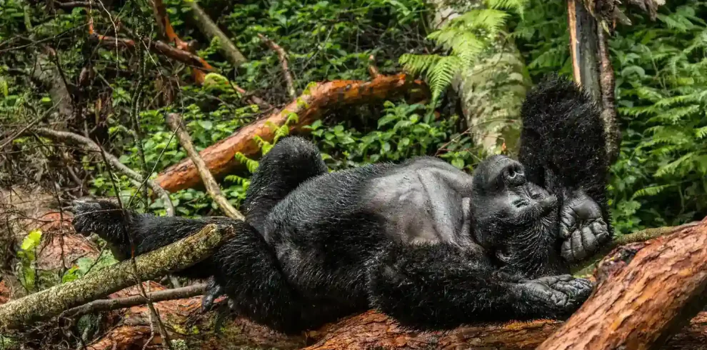 Gorilla Trekking in Bwindi