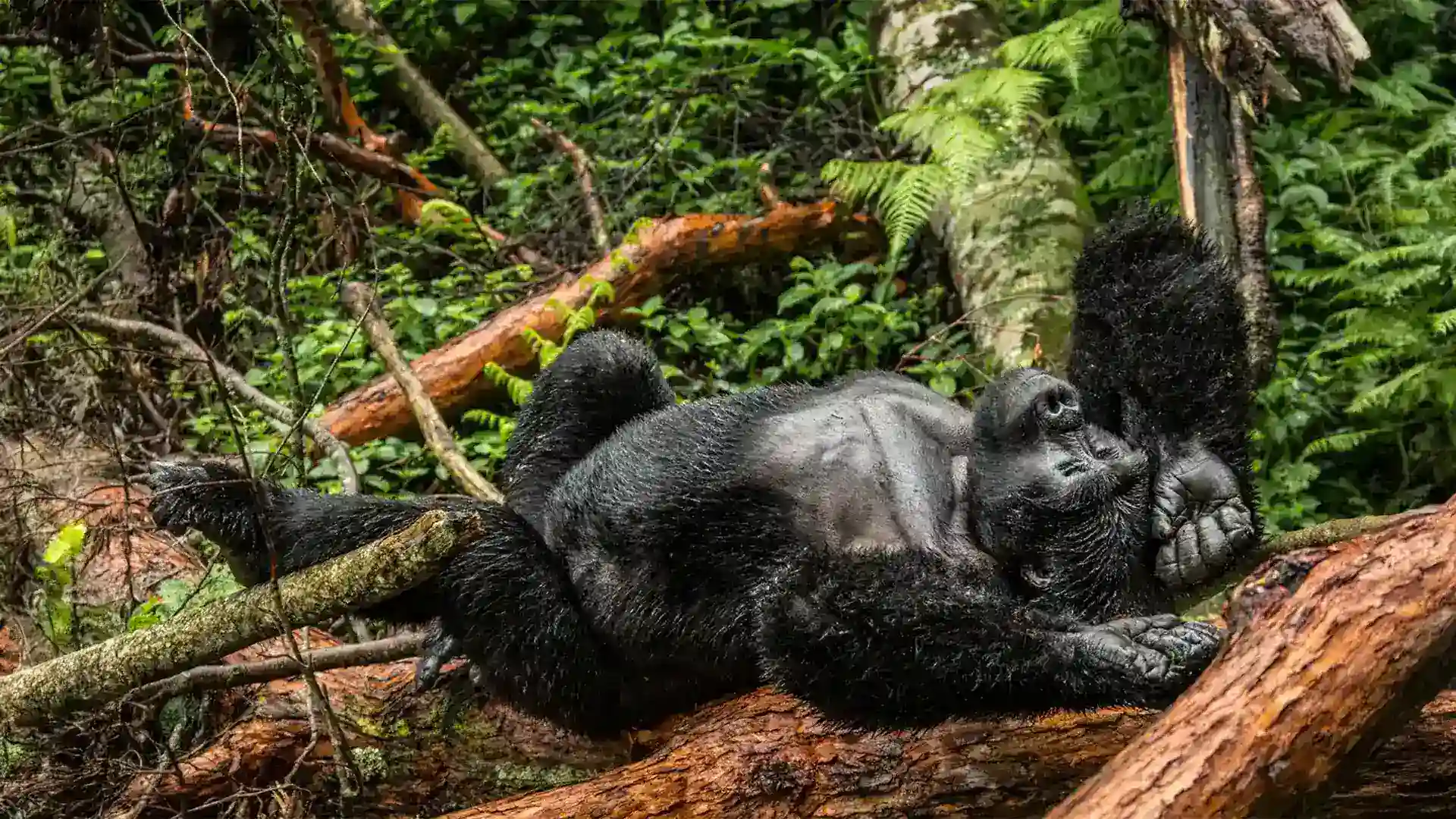 Gorilla Trekking in Bwindi