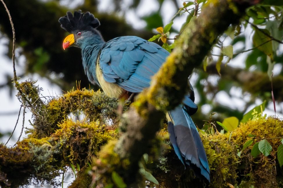 A great blue turaco in Kibale National Park