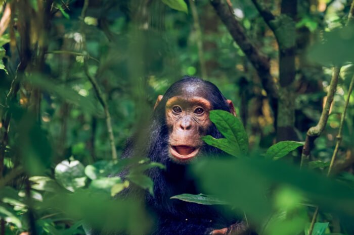 3-Day Chimpanzee Trekking in Kibale