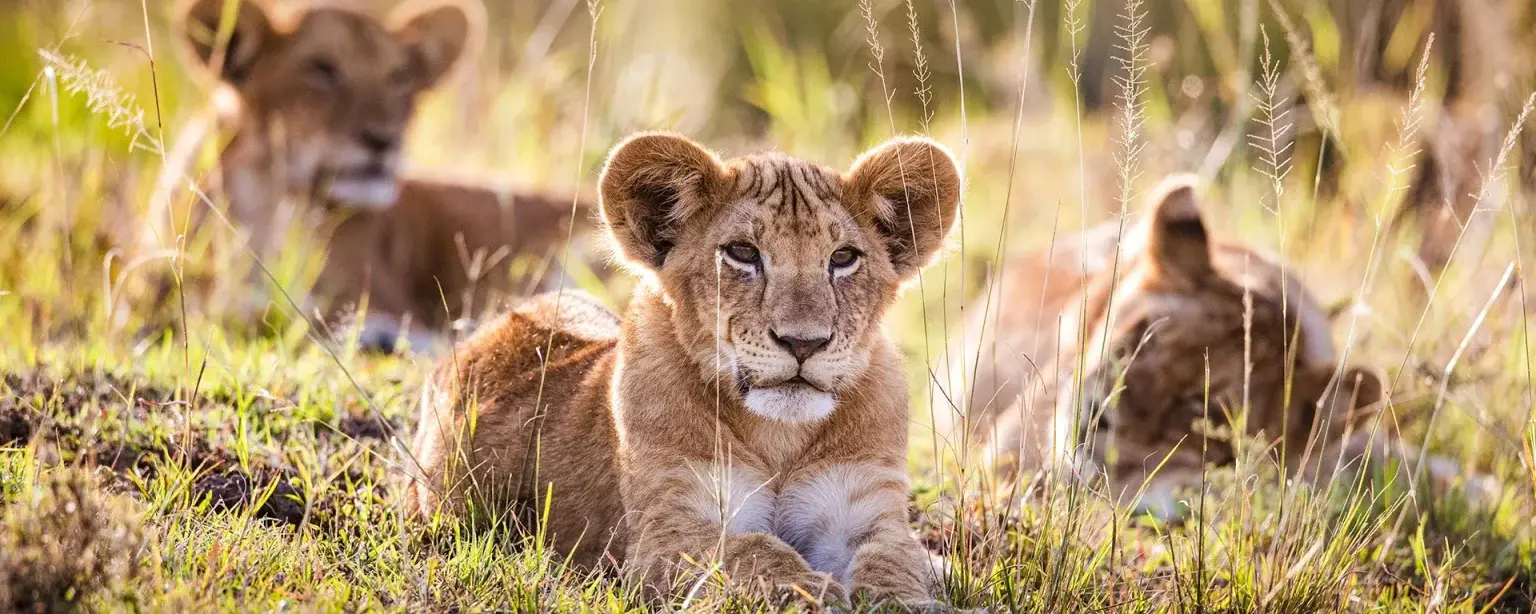 taste of Tanzania safari