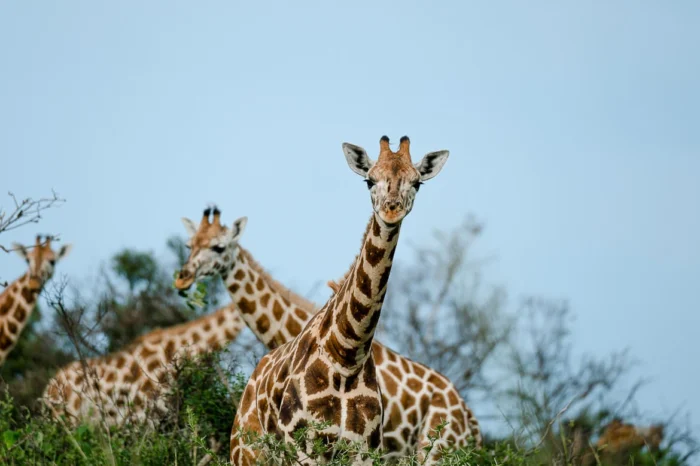 9-Day Rafting, Rhinos, Gorillas & Chimp Safari