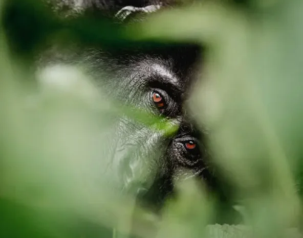 Bwindi
