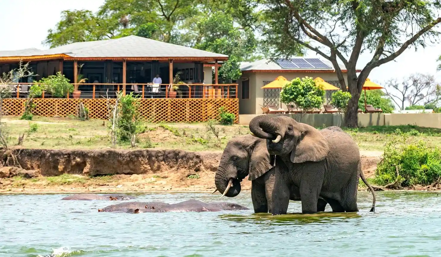 How much does a safari in Uganda cost? Discover prices, budget tips, gorilla permits, and what to expect. Plan affordable, unforgettable Uganda safari today.