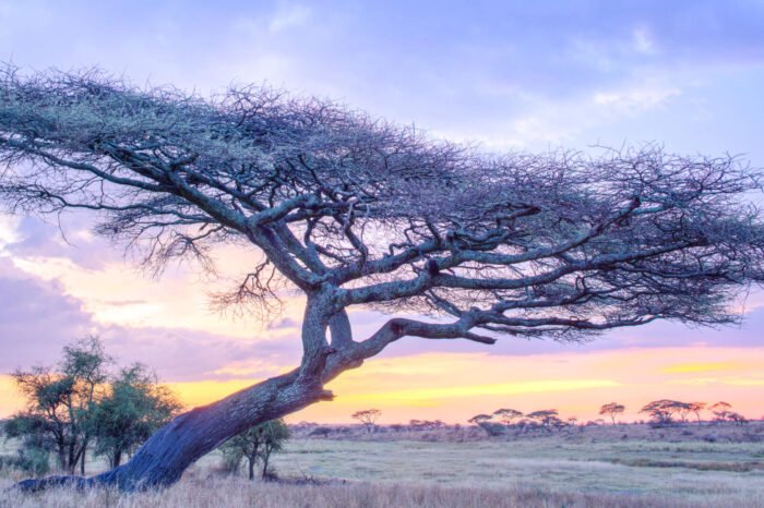 7 Day Tanzania Honeymoon: Safari & Beach