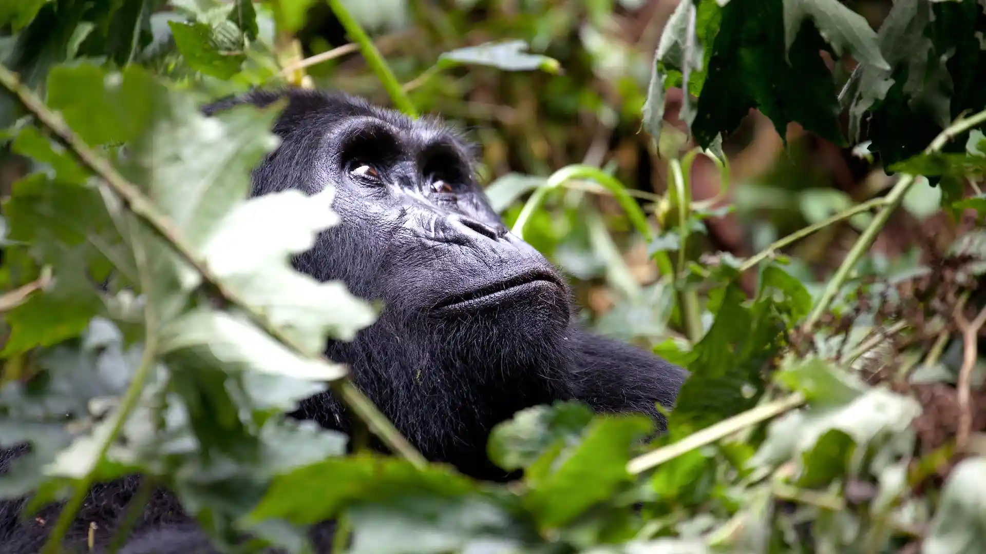 Bwindi Impenetrable National Park gorilla trekking.webp