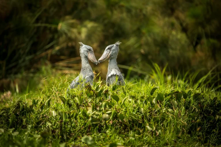 Greenway Nature Tours