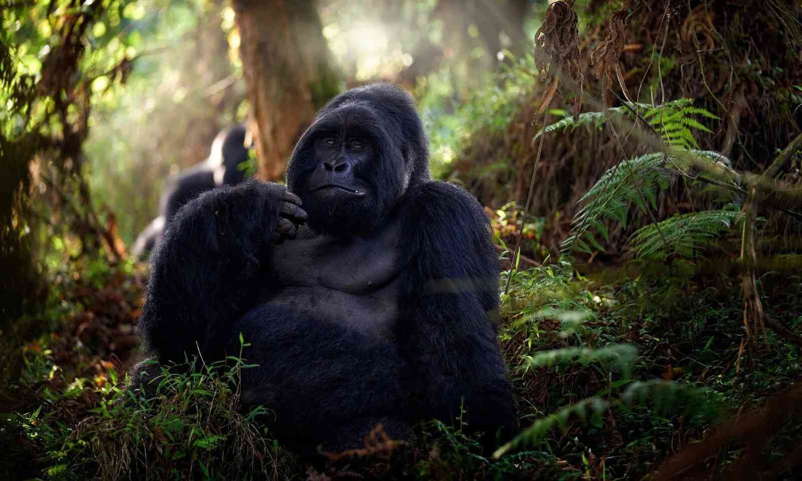 Bwindi Impenetrable National park