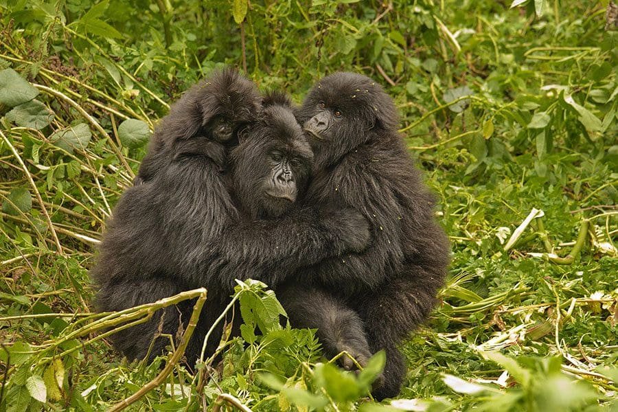 Virunga-Lodge-gorillas-jp_2