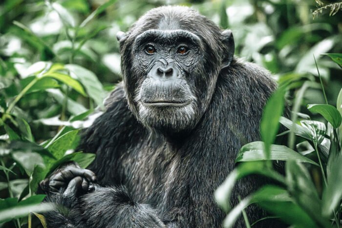 15 Days Uganda group tour