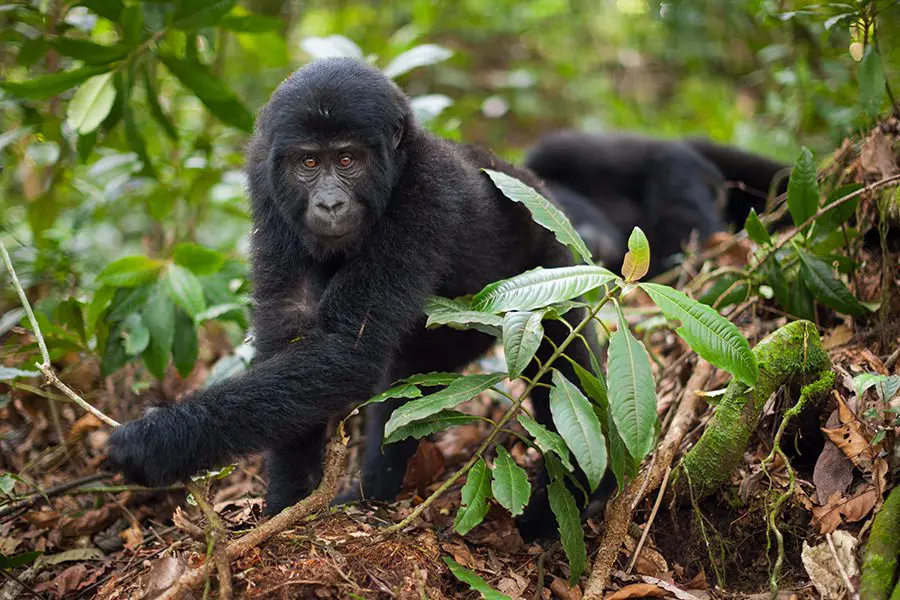 mountain-gorilla-juvenile-volcanoes-national-park-2022-03-04-02-25-01-utc
