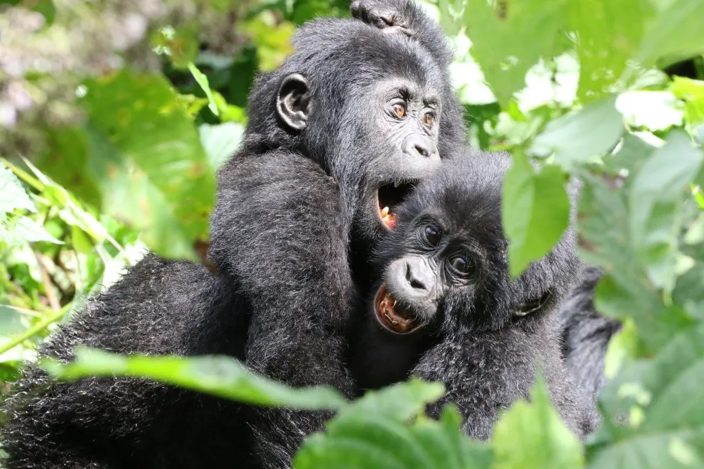 young gorillas playing in Volcanoes National Park