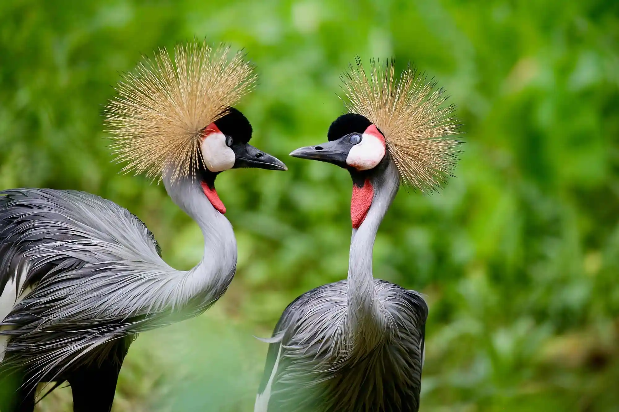 Uganda Cranes| Greenway NatureTours