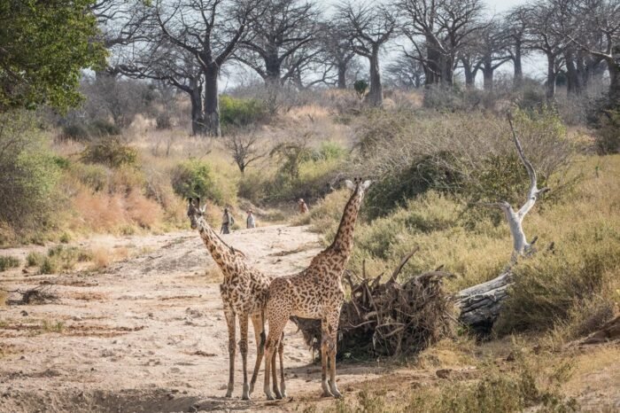 10-Day Pure Southern Tanzania Safari Adventure
