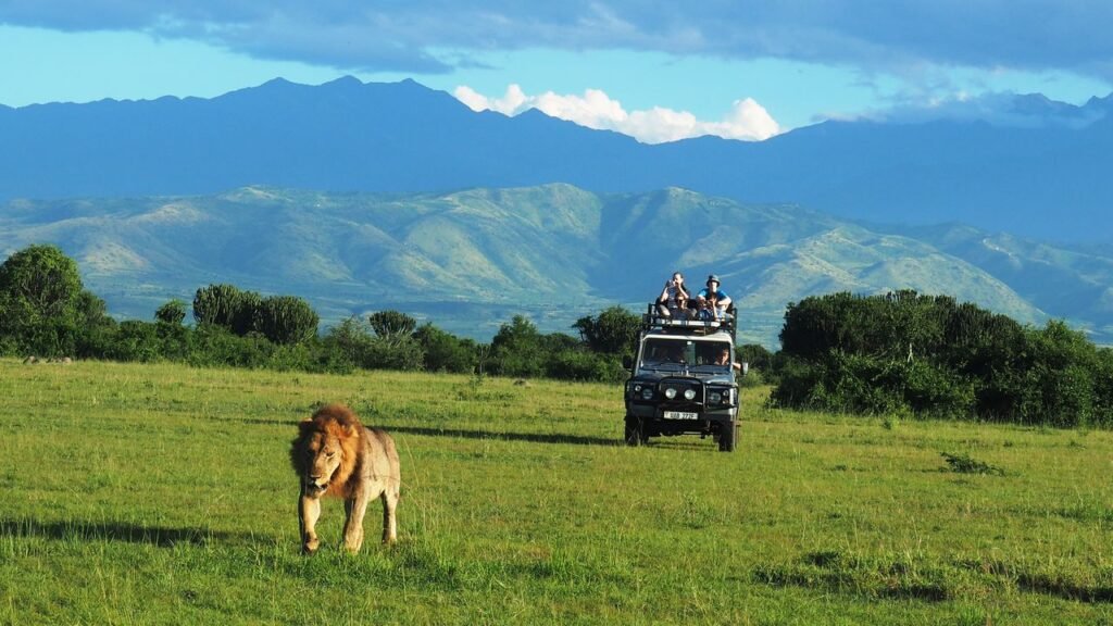 lion tracking in Queen Elizabeth National Park