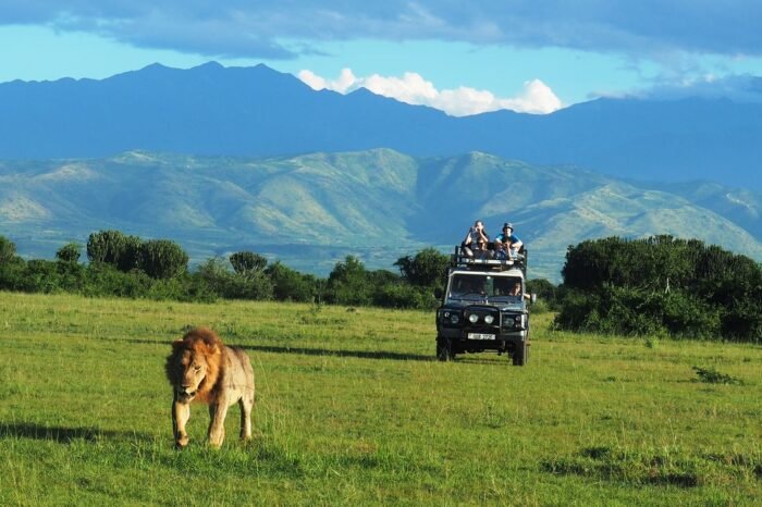 6-Day Gorillas, Chimps & Wildlife