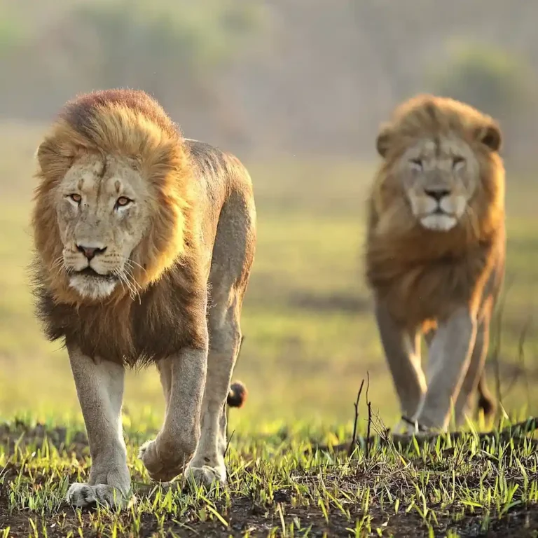 Africa-lions-in-Masai-Mara National Reserve -Kenya