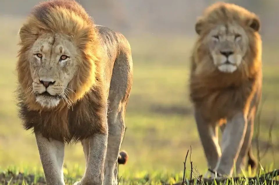 Africa-lions-in-Masai-Mara National Reserve -Kenya