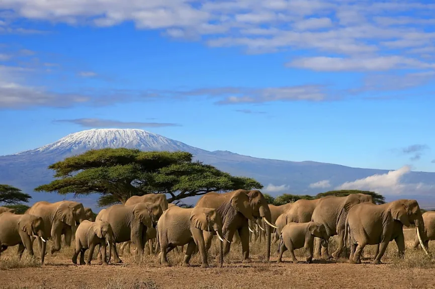 Amboseli, National Parks In Kenya