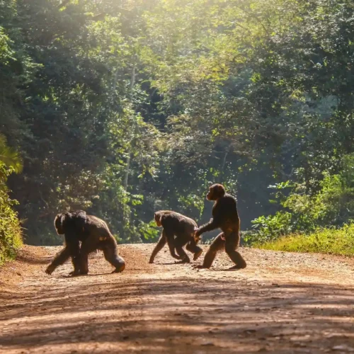 a troop of chimpanzee crossing the road to Kibale Forest National Park