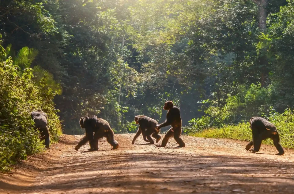 a troop of chimpanzee crossing the road to Kibale Forest National Park