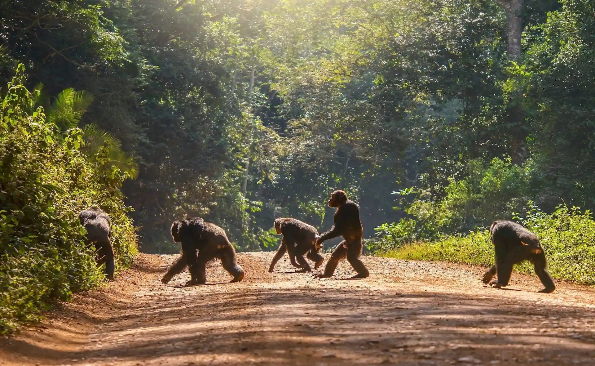 a troop of chimpanzee crossing the road to Kibale Forest National Park