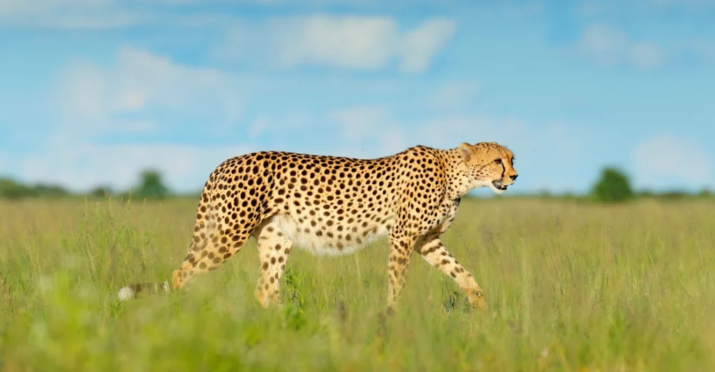6-day Tanzania safari