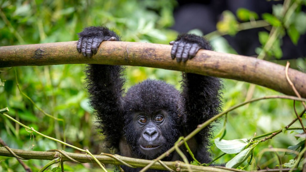 a baby gorilla playing in Bwindi Impenetrable Forest