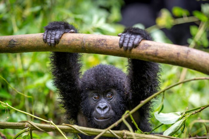 7-Day Gorillas, Chimps & Wildlife