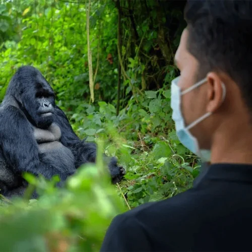 Gorilla trekking in Bwindi