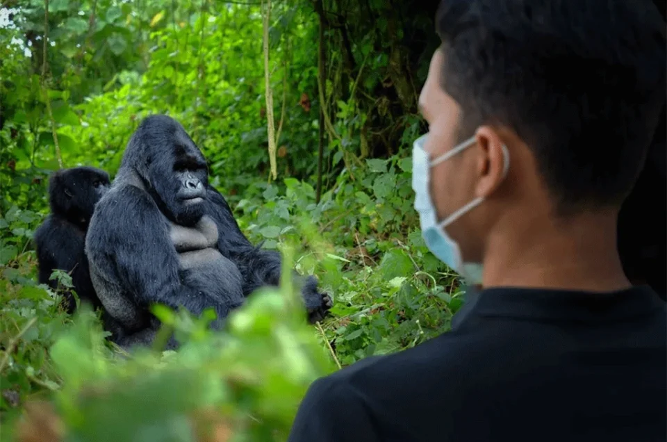 Gorilla trekking in Bwindi