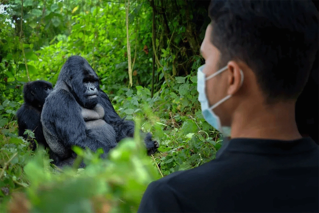 Gorilla trekking in Bwindi