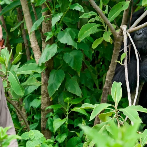 Hair-Tie-Gorilla-Trekking-Packing-List-1536x800