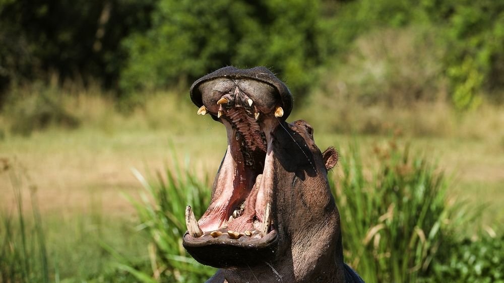 Hippo in Murchison Falls national park