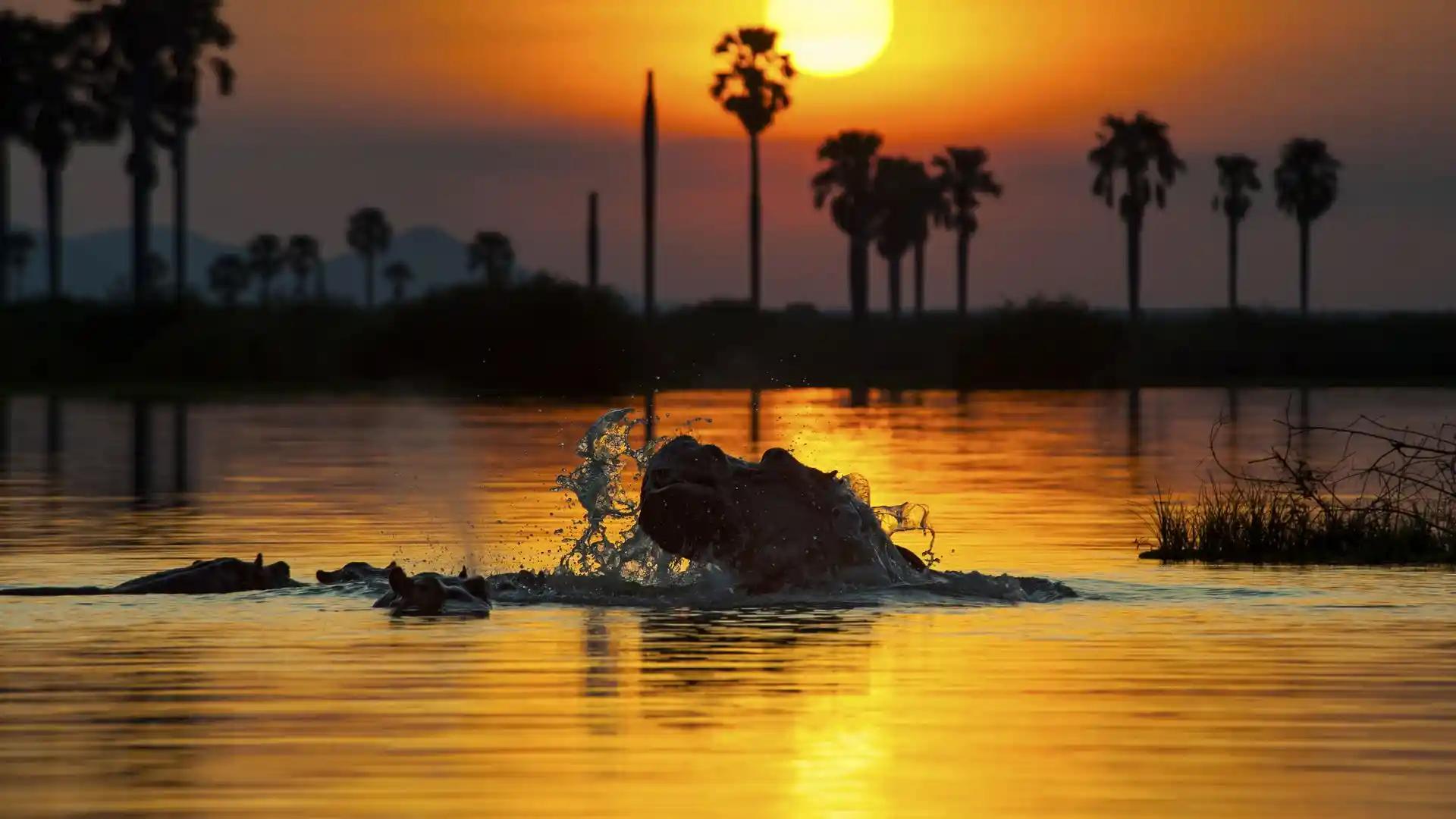 Murchison Falls National Park.webp