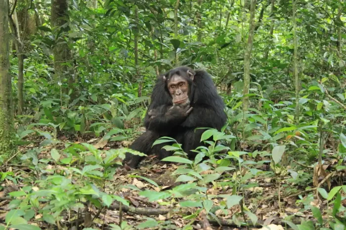 6-Day Gorillas, Chimps, And Wildlife