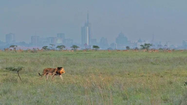 Nairobi National Park In Kenya